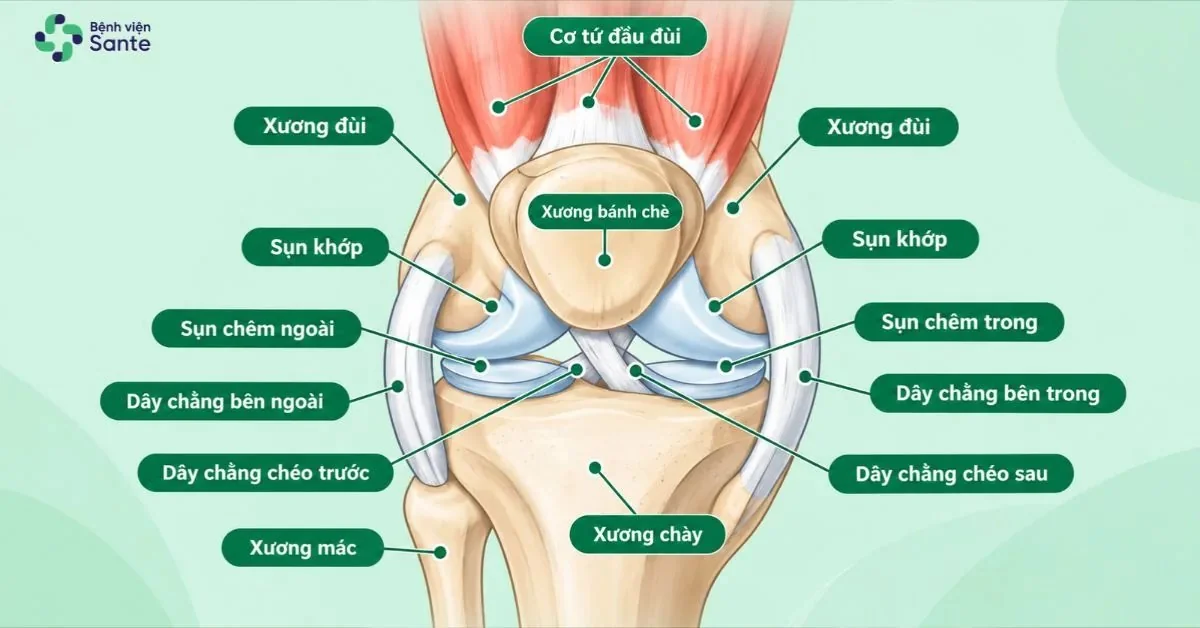 Cấu tạo giải phẫu khớp gối và cơ chế tổn thương sụn khớp