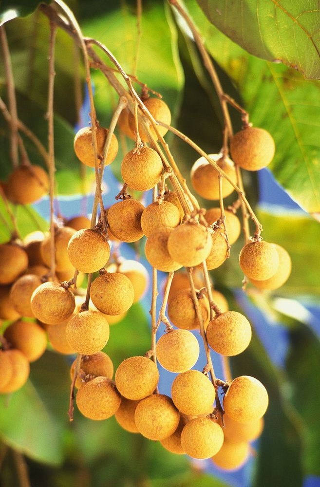 9 lợi ích bất ngờ của quả nhãn